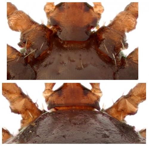 Ixodes ricinus